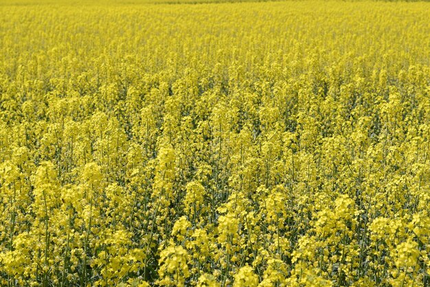 Photo view of fresh yellow flower field