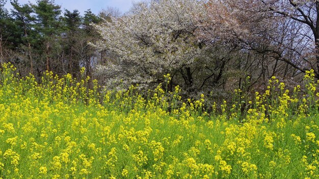View of fresh yellow flowers in field