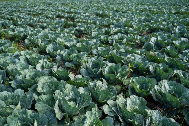 View of a freshly growing cabbage field