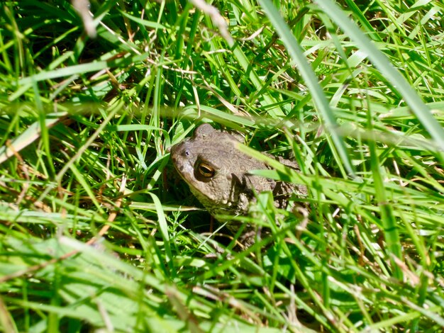 View of frog on field