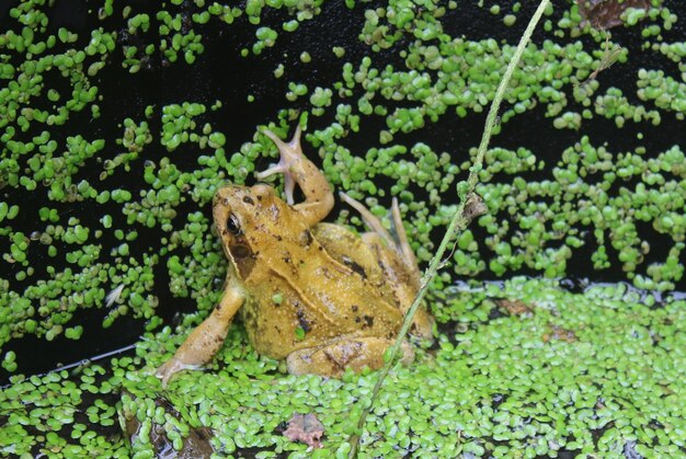 Photo view of frog on field