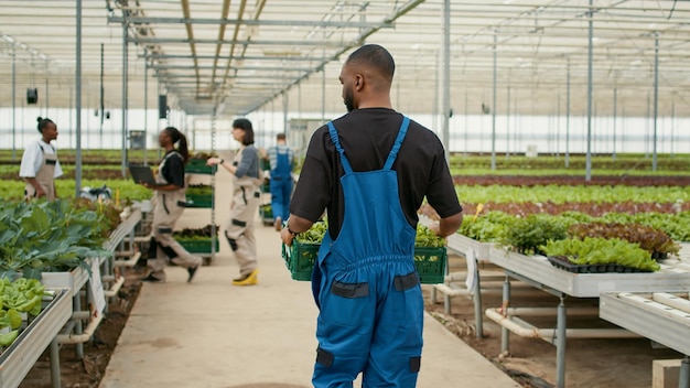 View from the back of african american man holding crate with lettuce walking away in organic farm preparing production for delivery. Greenhouse worker in hydroponic enviroment moving harvested crop.