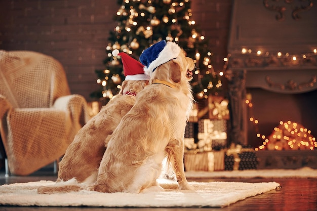 View from the back Two cute Golden retrievers together at home Celebrating New year