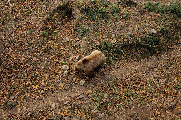 View from above of brown bear in forest at autumn