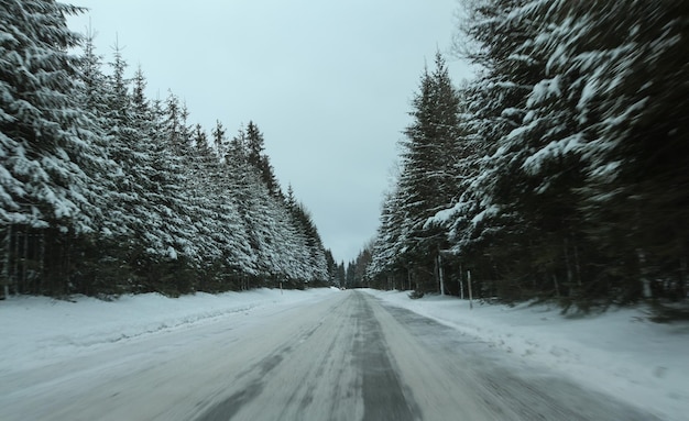 View from car, snow covered road, pine trees on both sides. Dangerous, slippery driving conditions.