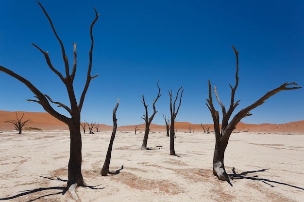 Una vista da dead vlei sossusvlei namibia