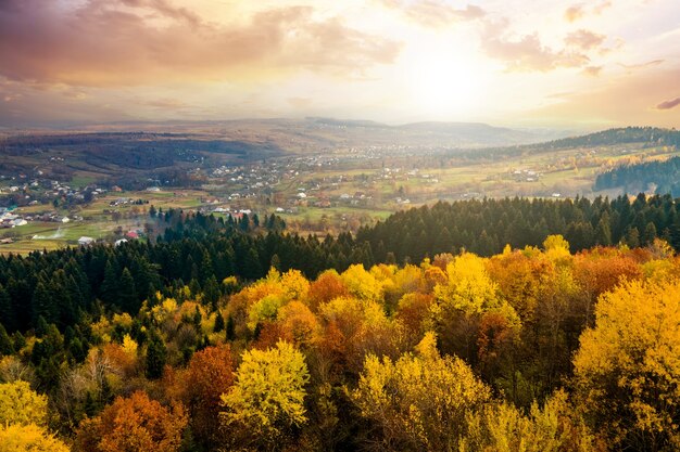 View from above of dense pine forest with canopies of green spruce trees and colorful yellow lush canopies in autumn mountains at sunset.