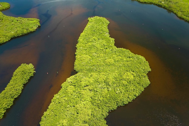 フロリダ州のエバーグレーズの上空からの眺め、海水の入り江の間に緑の植物が生い茂る湿地の多くの熱帯種の自然生息地