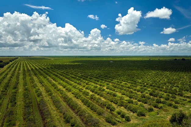 View from above of green farmlands with rows of orange grove trees growing on a sunny day in Florida