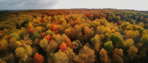 秋の森の高さからの眺め空撮パノラマショット ジェネレーティブAI