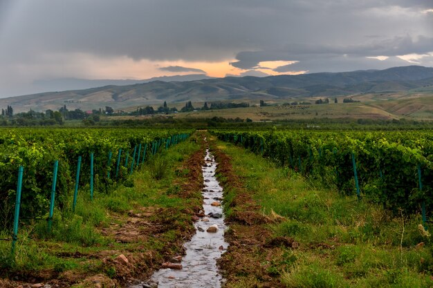 a view from a height of the vineyards