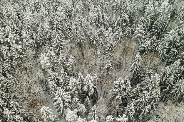 View from the height of the winter forest with snow-covered trees in winter.