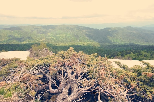 View from a high rock on a green mountain valley