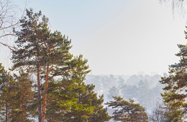 写真 丘から針葉樹林と木造家屋の田園地帯の冬の風景を見る 凍るような霧の朝