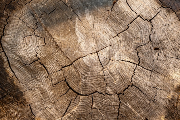伐採された木の内部からの眺め 木の切り株パターン 木の質感