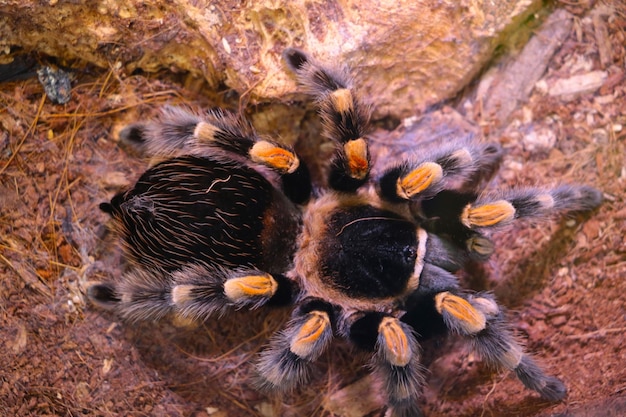 Photo view from above on a large beautiful spider predator