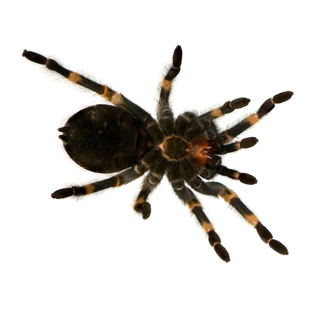 Photo view from under mexican redknee tarantula in front of a white background