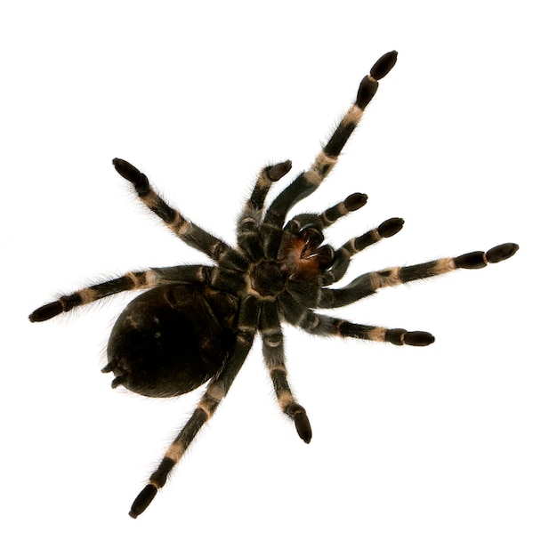 Photo view from under mexican redknee tarantula in front of a white background