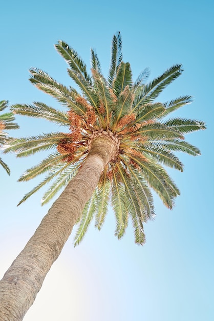 View from below of a palm tree with blue sky background