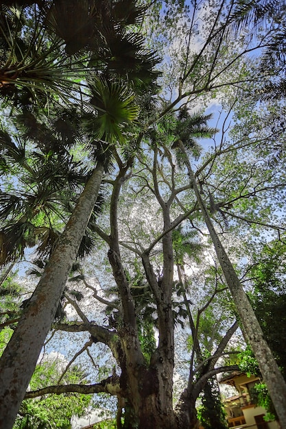 View from below of some very tall trees including some palm trees in the ChichÃ©n ItzÃ¡ Mayan complex.