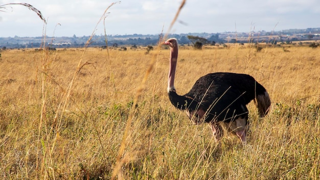 A view from the tiny lakes in nairobi national park