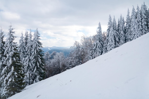 霜と低い雲の森の山の頂上からの眺め