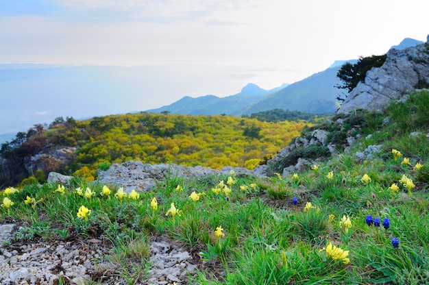 写真 山頂からの眺めアイペトリ