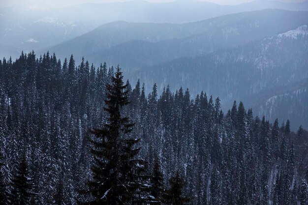 View from the top of the spruce forest in winter spruce trees
covered with white fluffy snow winter mountain landscape with trees
in the snow