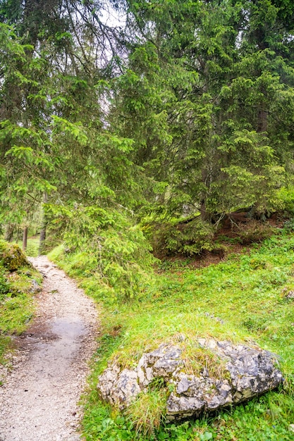 View from tourist walking in alpine forest on summer day Hiker traveler hikking with beautiful forest landscape Dolomites Italy