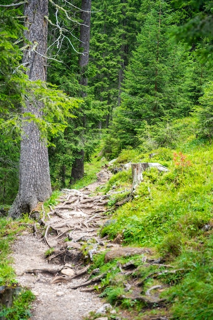 View from tourist walking in alpine forest on summer day hiker traveler hikking with beautiful