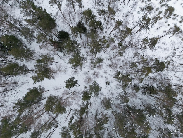 地面に雪が積もった木々の上からの眺め