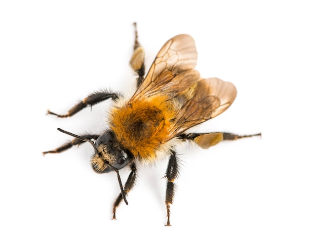 View from up high of a European honey bee