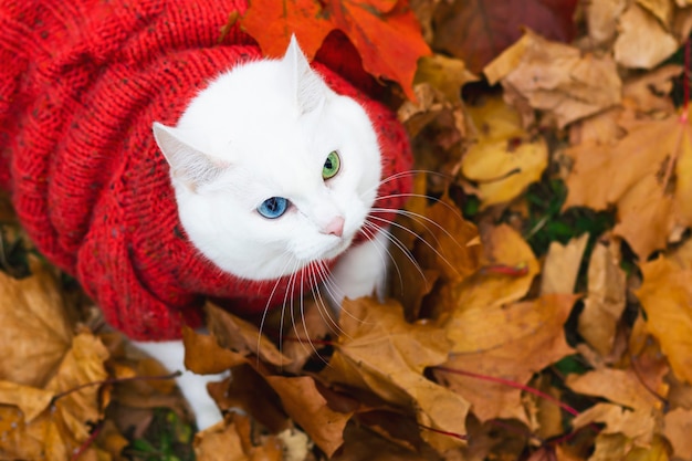 위에서 봅니다. 흰 고양이, 다색 눈. 앙고라 품종. 가을 날 공원의 단풍 사이에 앉습니다. 거리에 스웨터에 동물. 애완 동물은 빨간색과 노란색 단풍 나무로 놀아요.