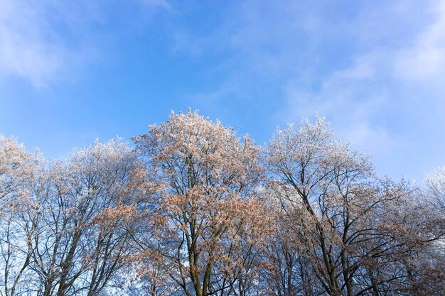 View of frozen trees against sky