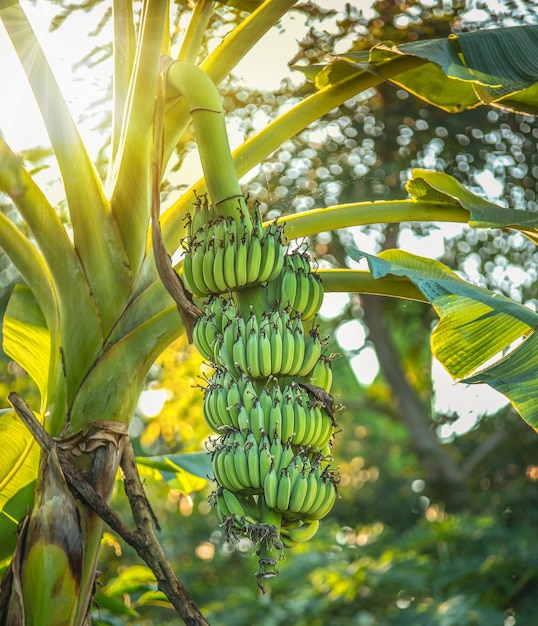 Photo view of fruit growing on tree