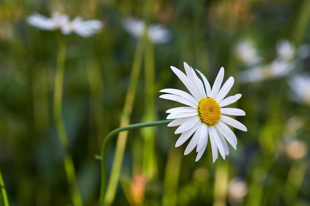 Vista di un giardino con un lungo fiore di margherita comune con vapore e giallo al centro una vista in primo piano di fiori di margherite bianche con foglie a stelo lungo un gruppo di fiori bianchi brillati alla luce del sole