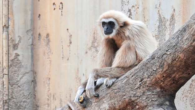 View of a gibbon on a branch