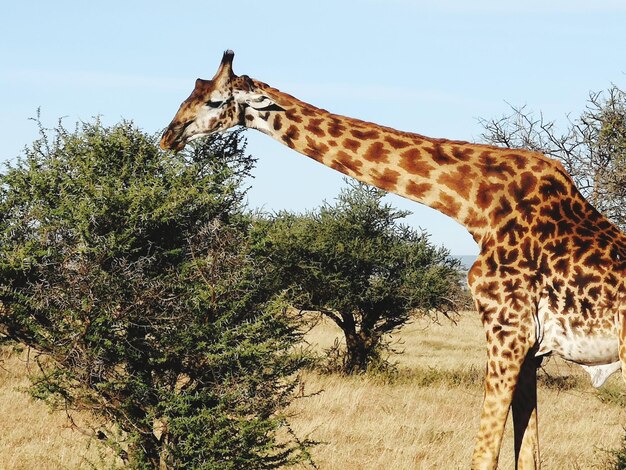 Foto vista della giraffa contro il cielo