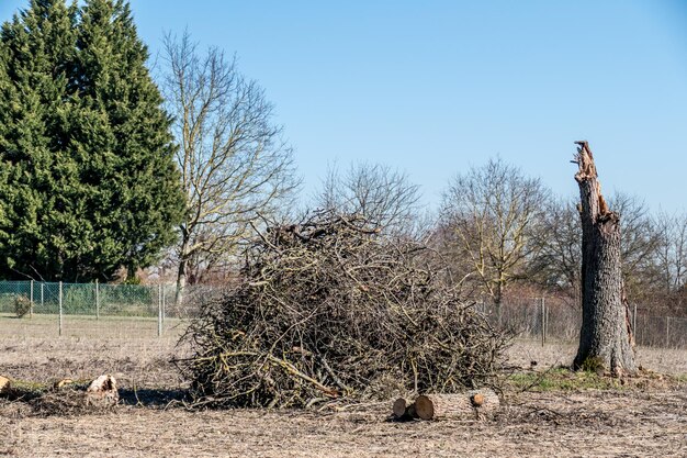 Foto vista di giraffa sul campo contro un cielo limpido