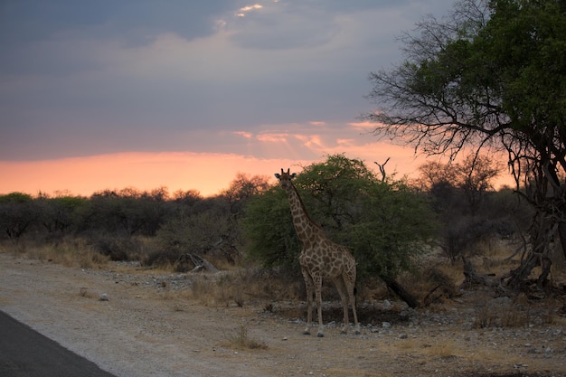 Foto vista di giraffa sul campo contro il cielo durante il tramonto