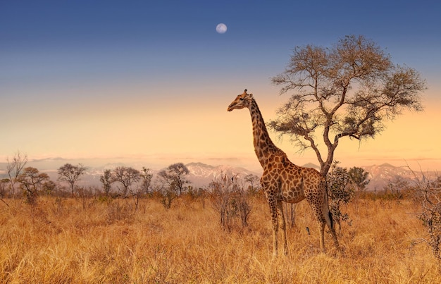 View of giraffe on field against sky during sunset