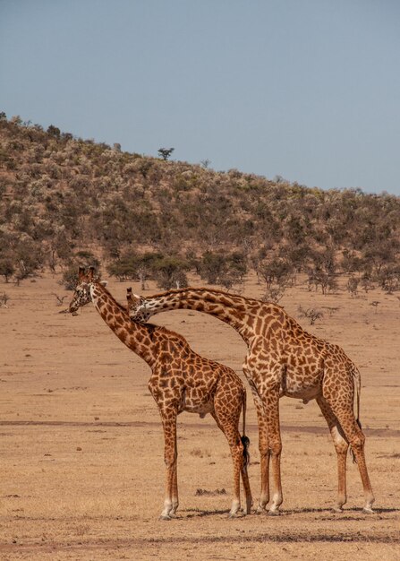 View of giraffe on land against sky