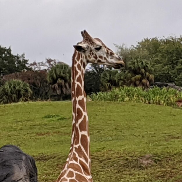 View of giraffe on land against sky