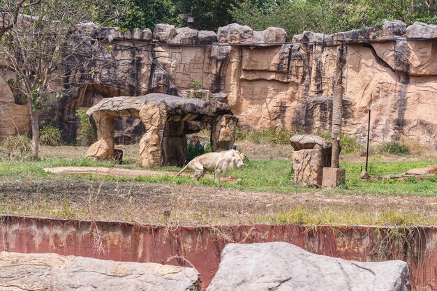 Photo view of giraffe in zoo