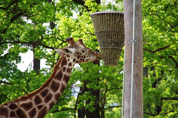 View of giraffe in zoo