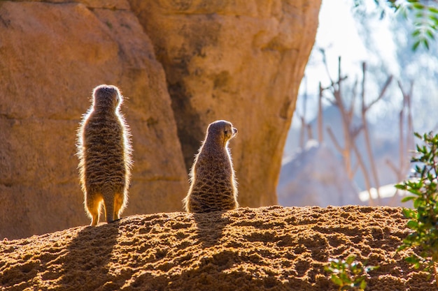 Foto la vista della giraffa