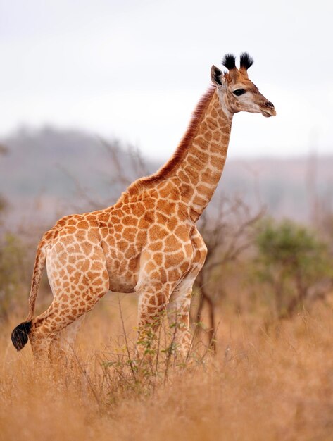 Foto vista di una giraffa sul campo