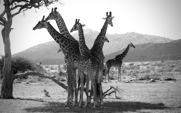 Foto vista delle giraffe sul paesaggio