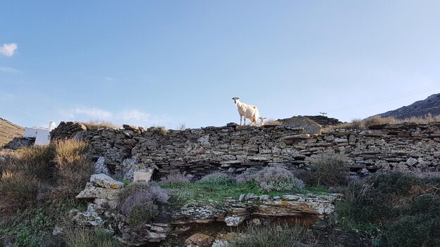 View of a goat family on rock