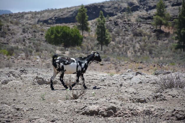 Foto vista di una capra sul campo